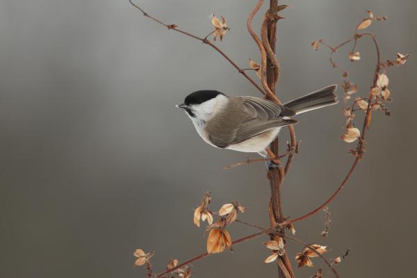 Szárazvirágok közt