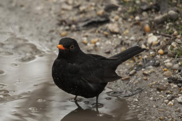 Pocsolyába léptem ...