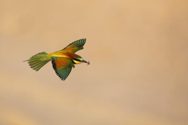 Reptében a legyet is....