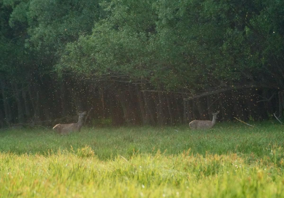 Kalmár Lajos Gábor