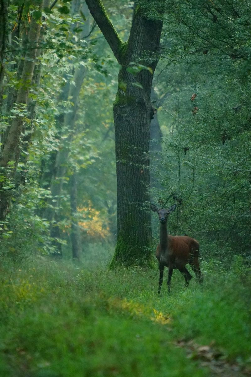 Kalmár Lajos Gábor