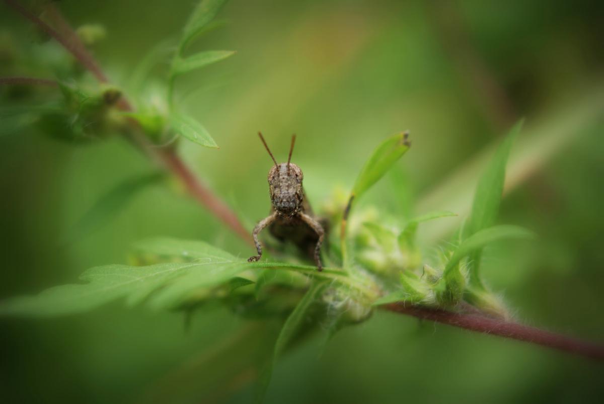 Laczkó-Magyar György