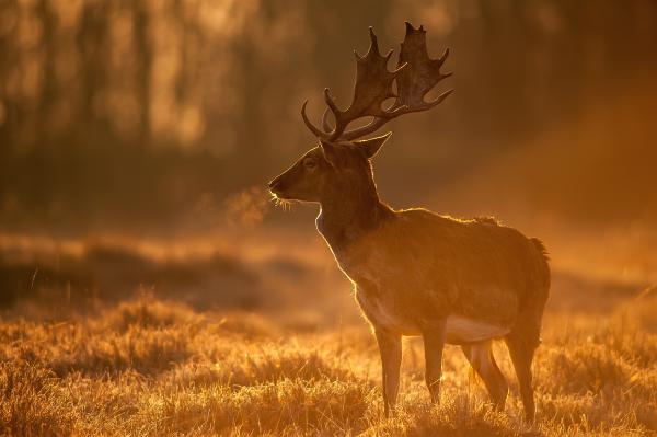 Hajnali találkozás