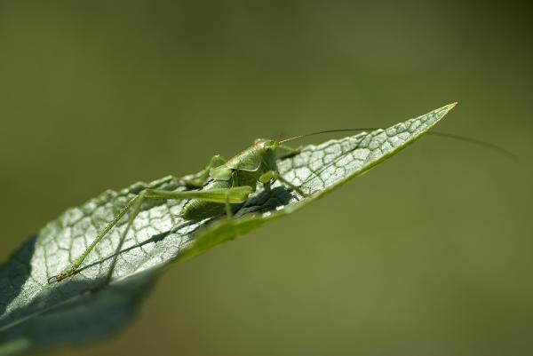 Pihenő