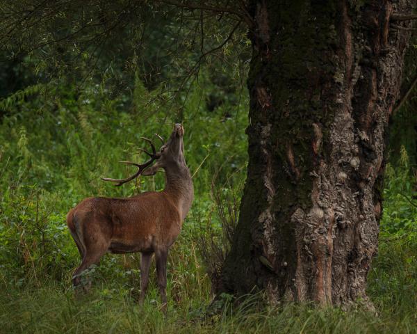 Öreg fűz árnyékában