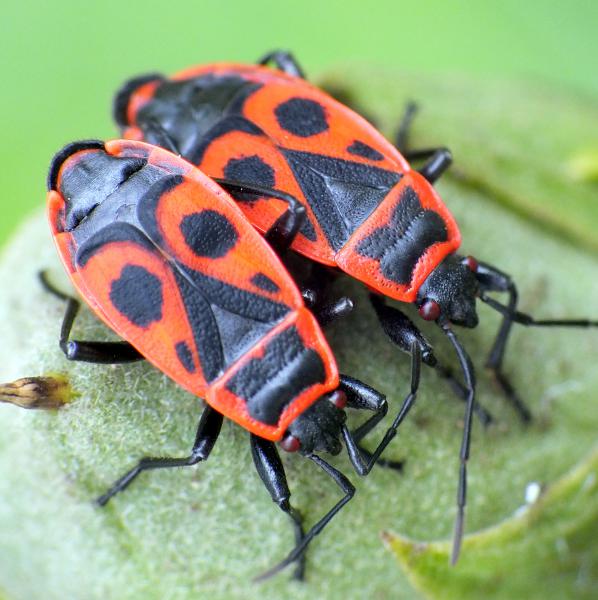 Összebújva kettecskén