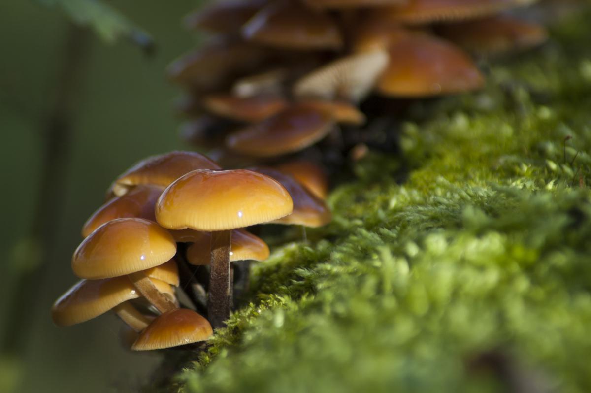 Berkesi Ágota Mirjam