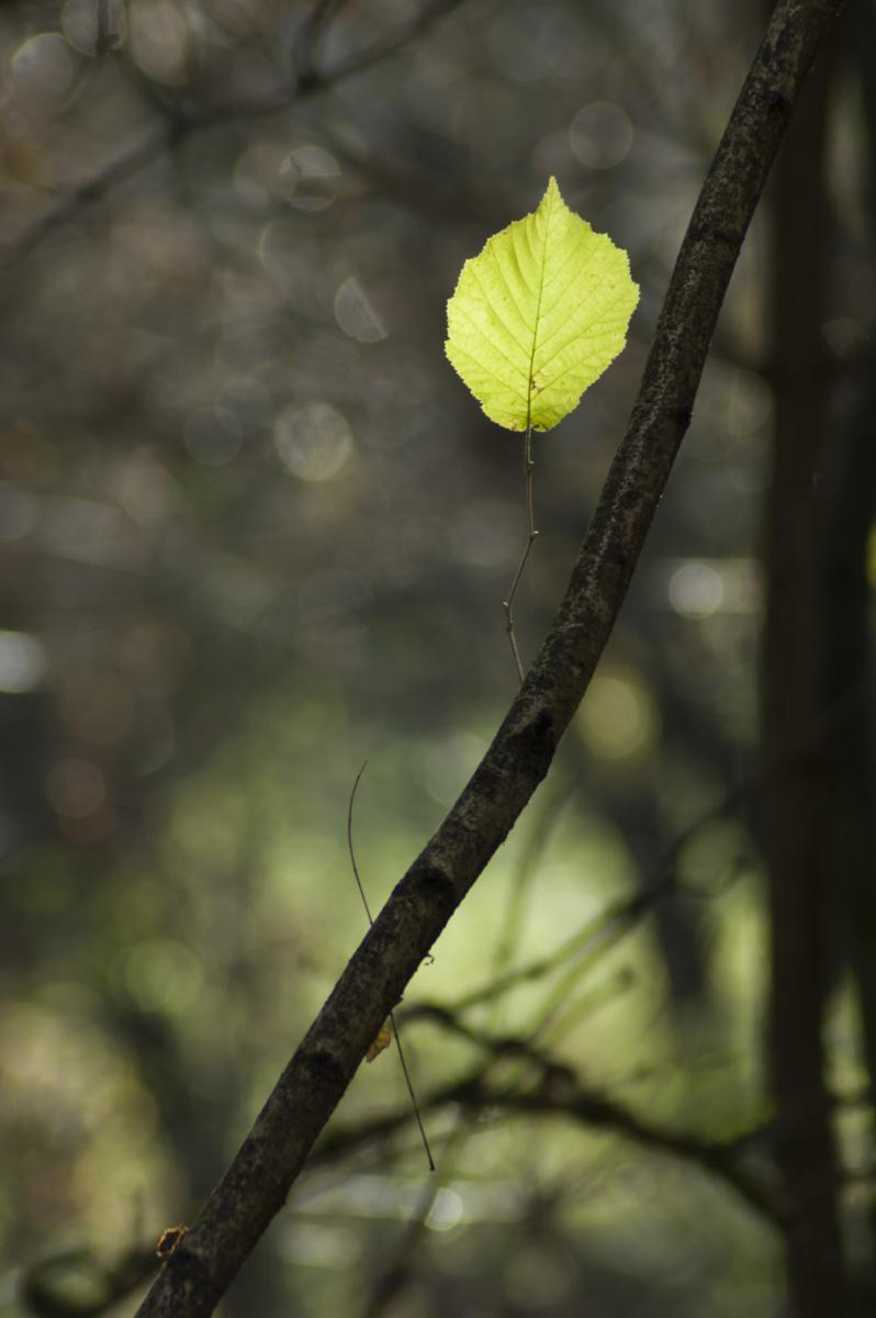 Berkesi Ágota Mirjam