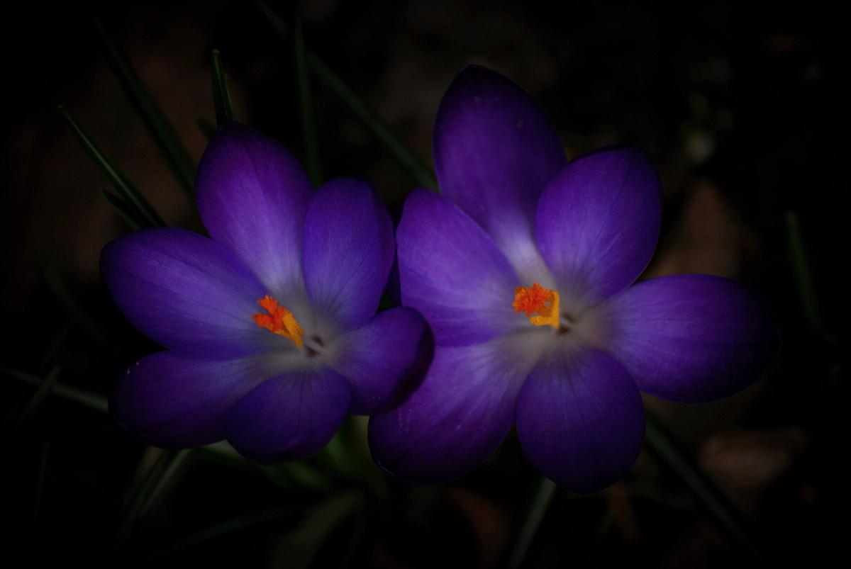 Laczkó-Magyar György