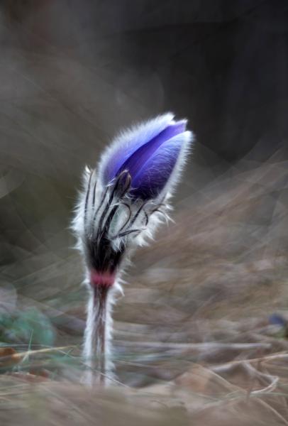 Piros galléros leány