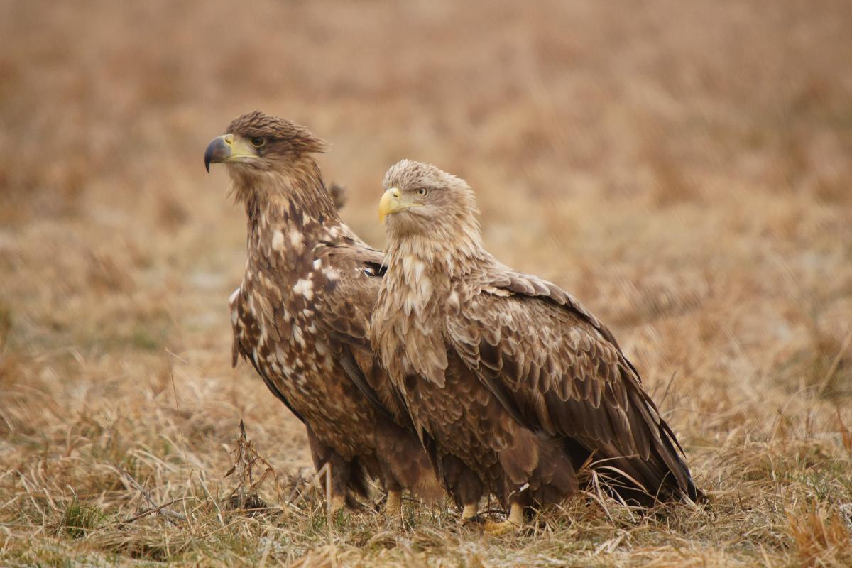 Kalmár Lajos Gábor