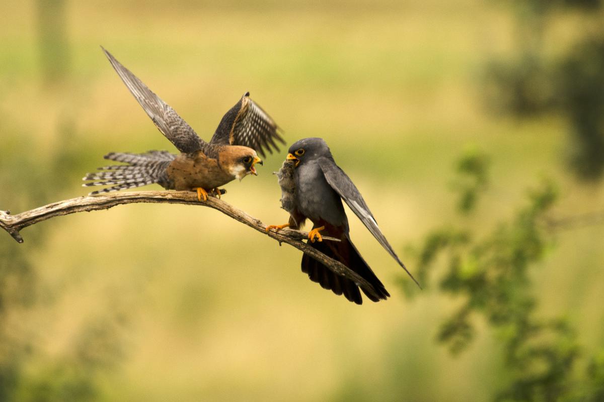 Násfayné Kőházi Mária