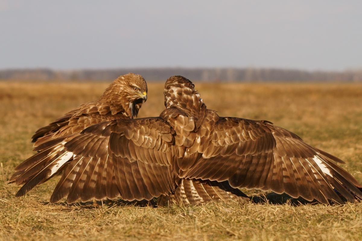 Kalmár Lajos Gábor