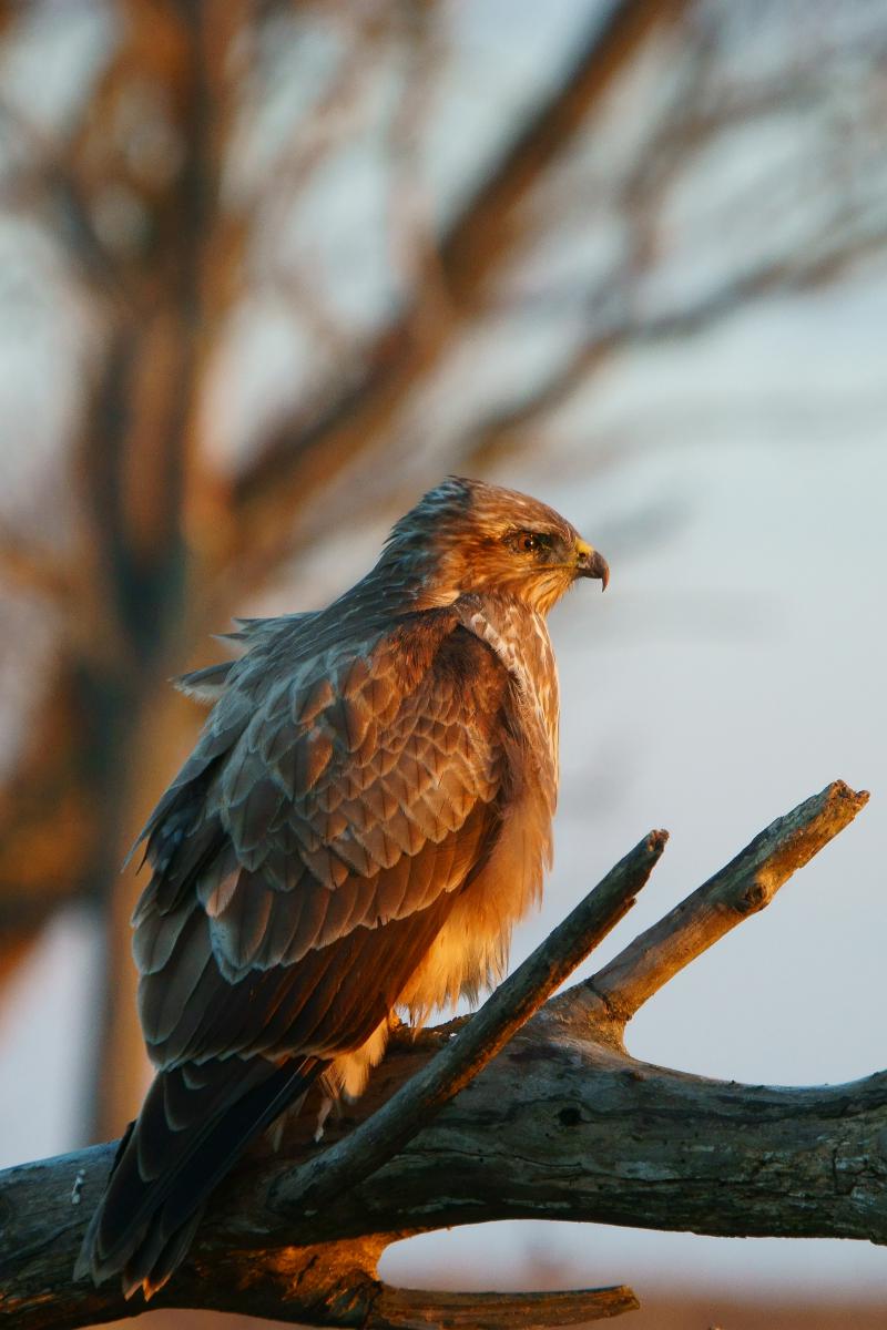Kalmár Lajos Gábor