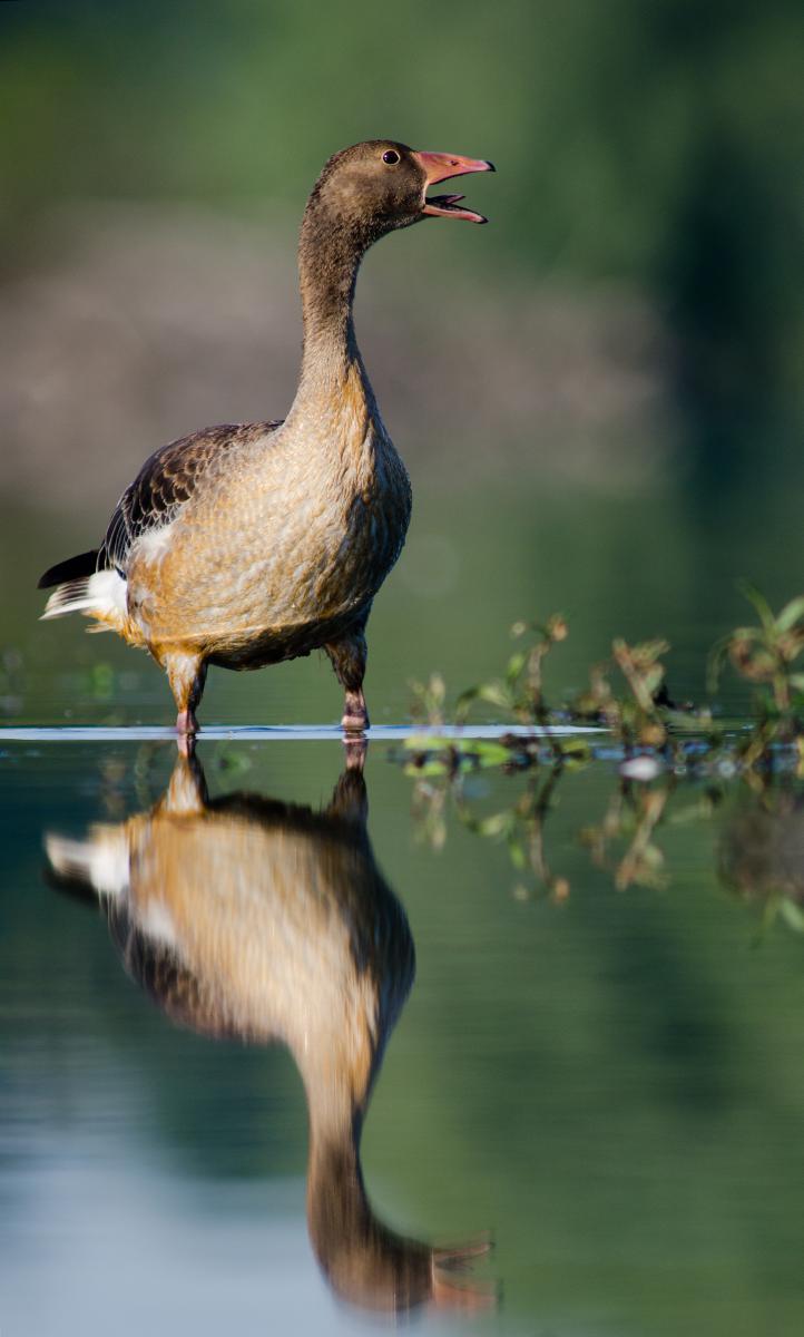 Násfayné Kőházi Mária