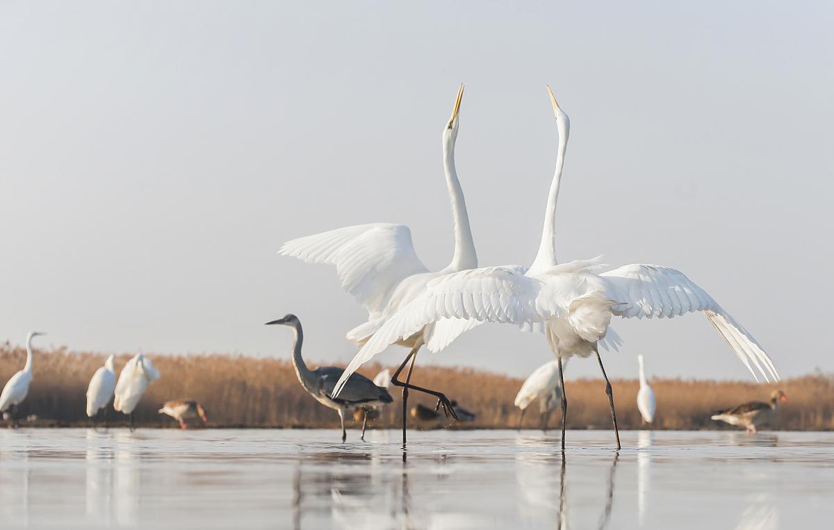 Gaál Zoltán Péter