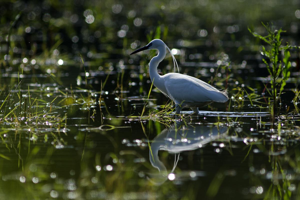 Násfayné Kőházi Mária