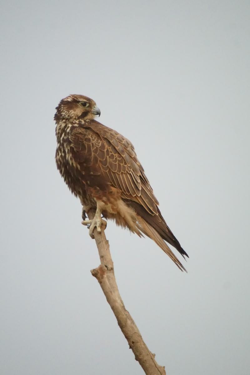 Kalmár Lajos Gábor