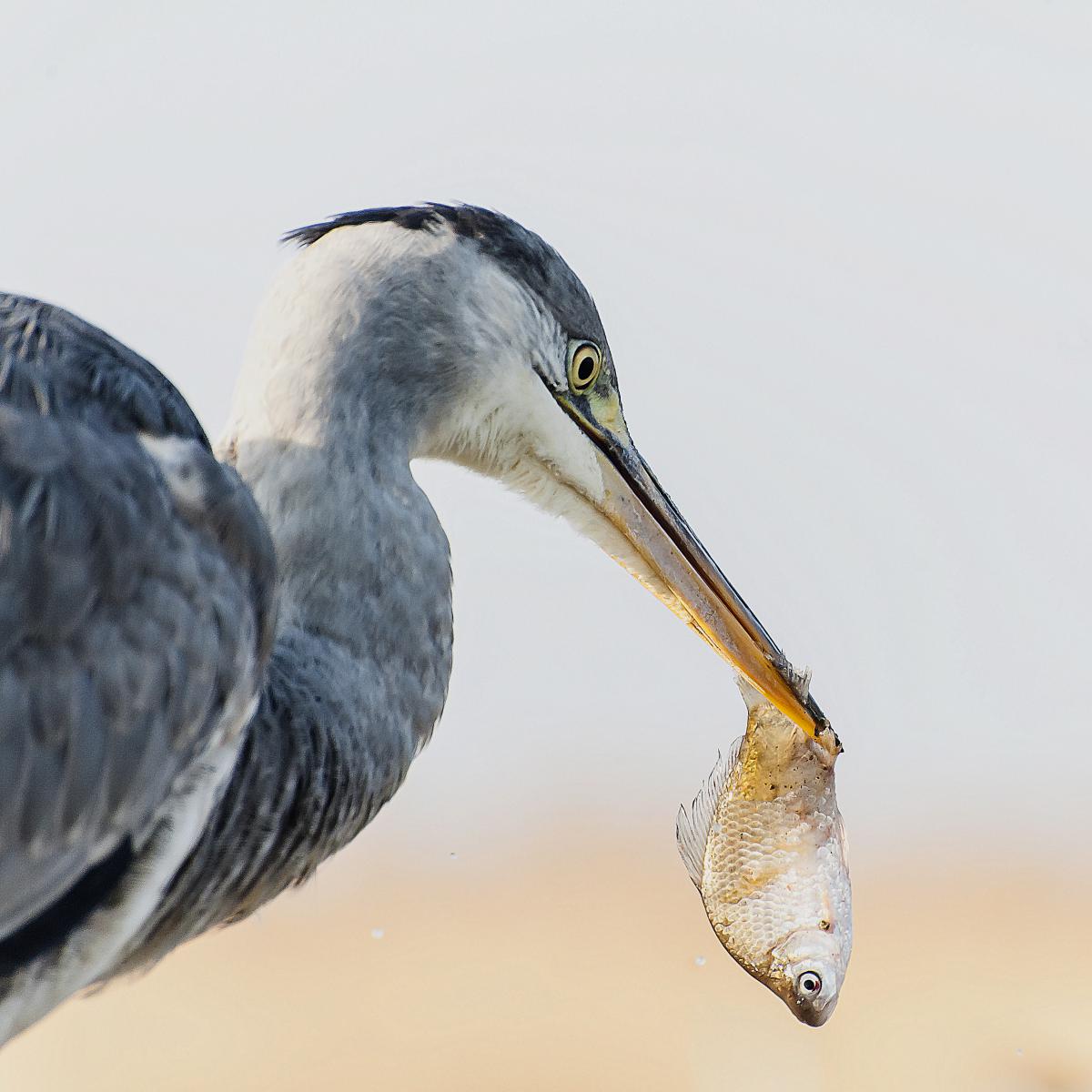 Gaál Zoltán Péter