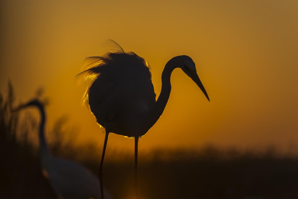 Gaál Zoltán Péter