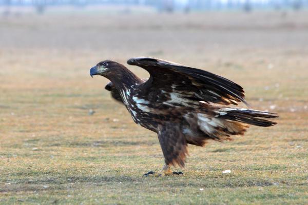 A király érkezése