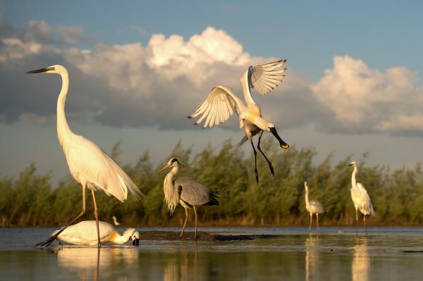 Tökéletes élőhely