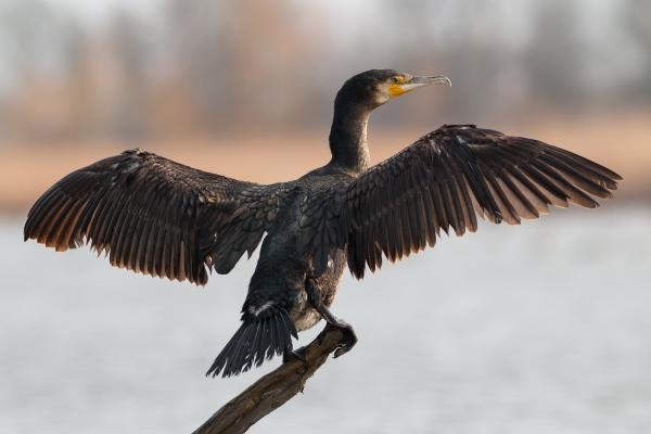 Hónalj szellőztetés