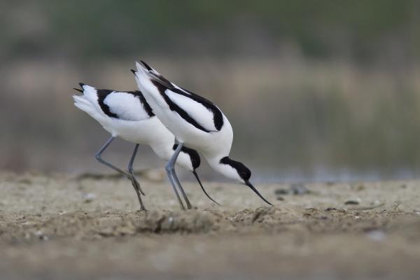 Szerintem itt legyen!