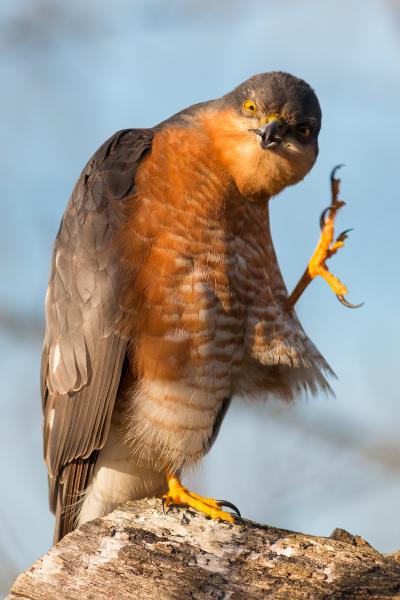 Hogy mondod? Várj, kimosom a fülem!