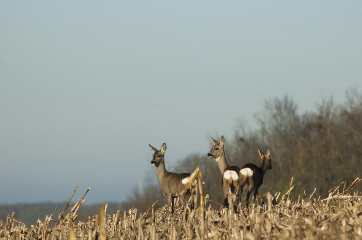 Berkesi Ágota Mirjam