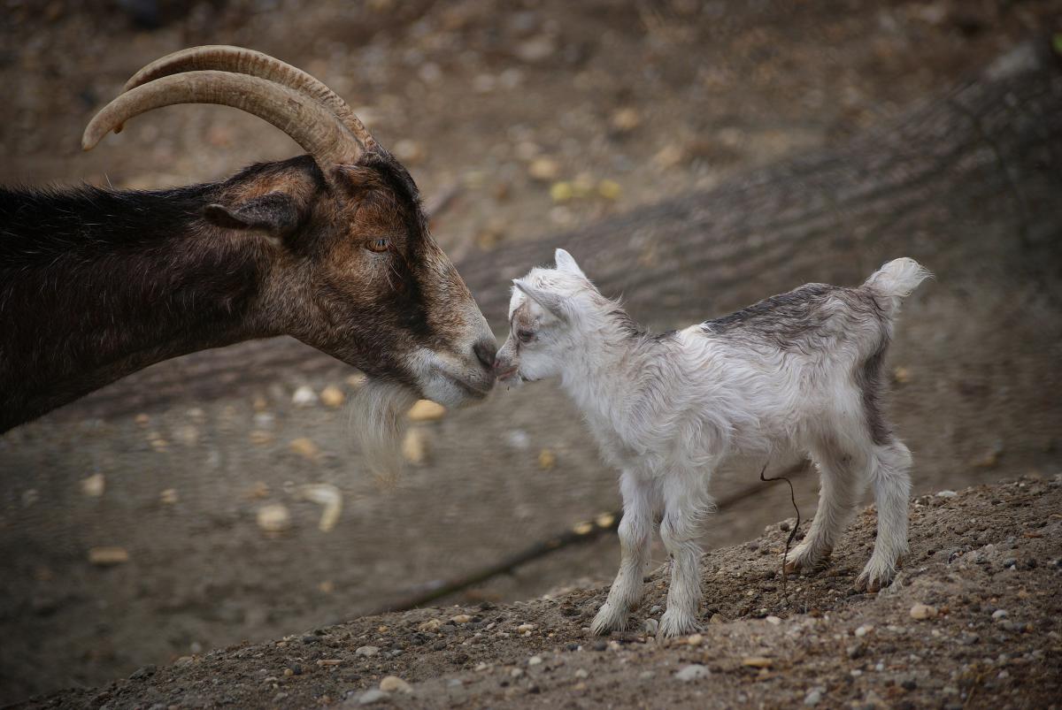 Laczkó-Magyar György