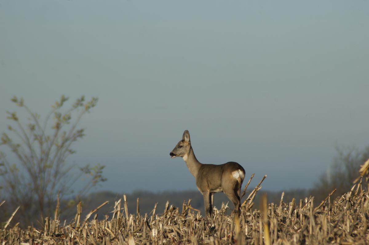 Berkesi Ágota Mirjam