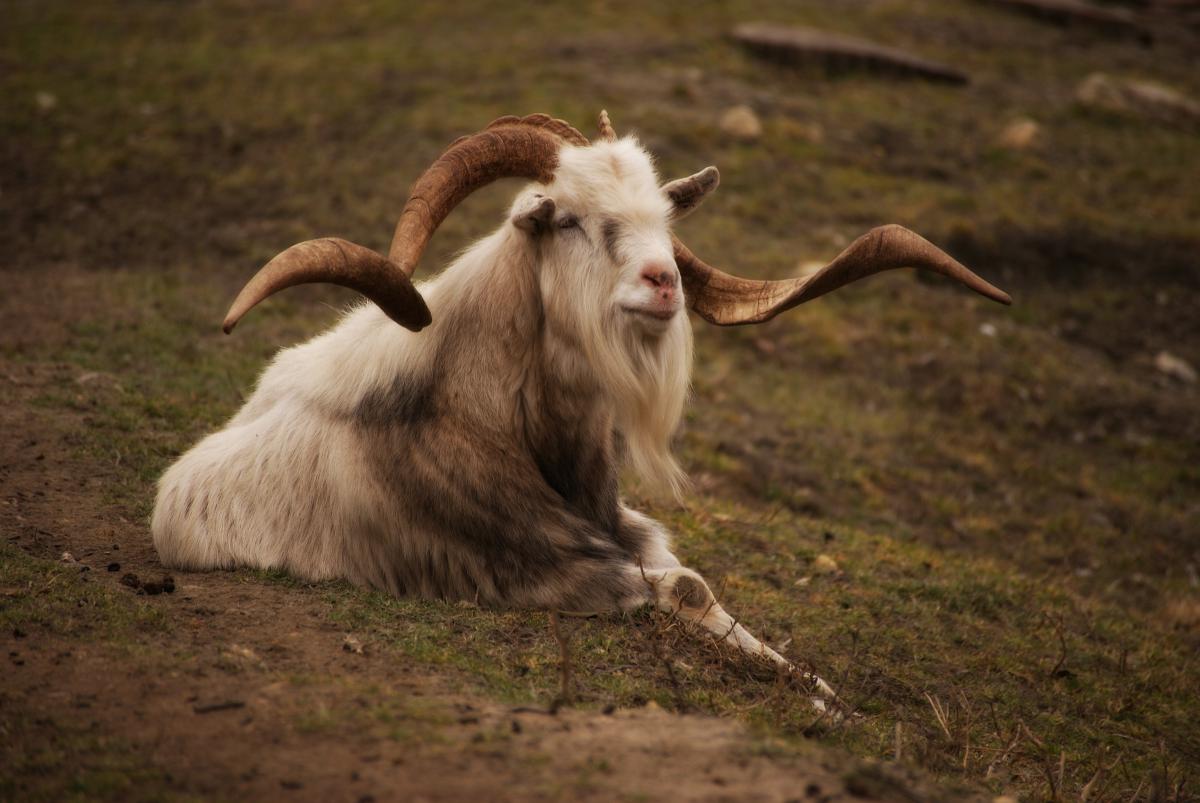 Laczkó-Magyar György