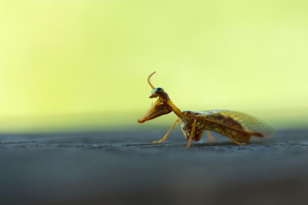 Fogólábú fátyolka