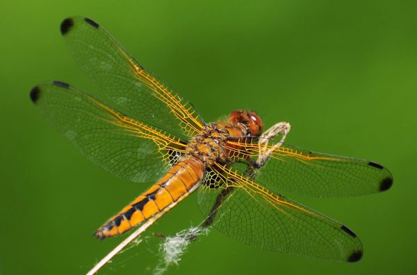 Az idei első szitakötő a