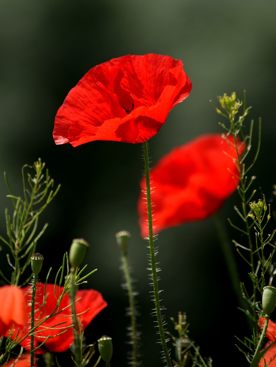 Laczkó-Magyar György