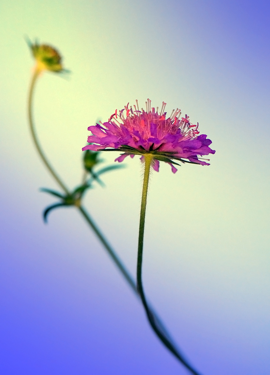 Gaál Zoltán Péter