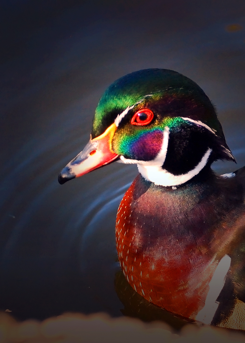 Gaál Zoltán Péter