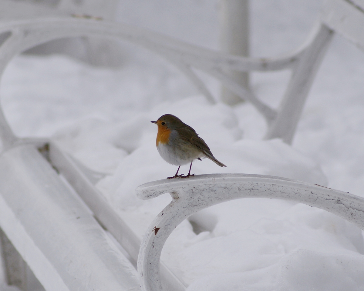 Laczkó-Magyar György