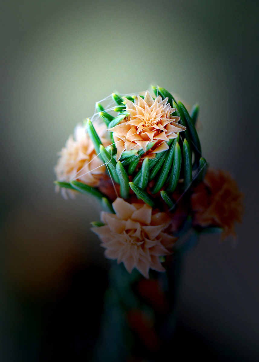 Gaál Zoltán Péter