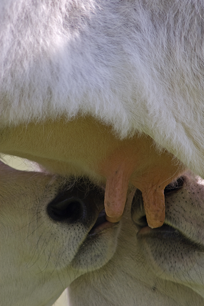 Násfayné Kőházi Mária