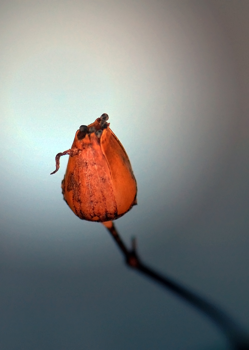 Gaál Zoltán Péter