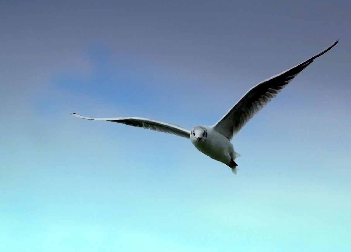 Gaál Zoltán Péter