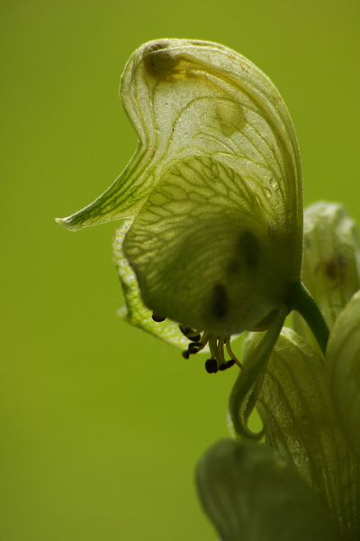 Méregölő sisakvirág