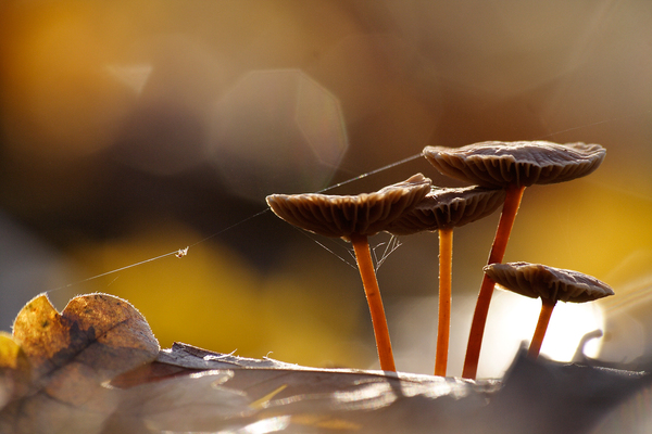 kötéltánc az ökörnyálon