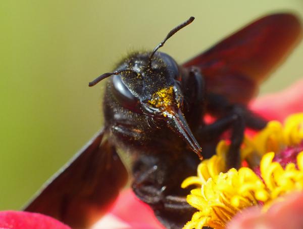 A nektárvadász dárdája