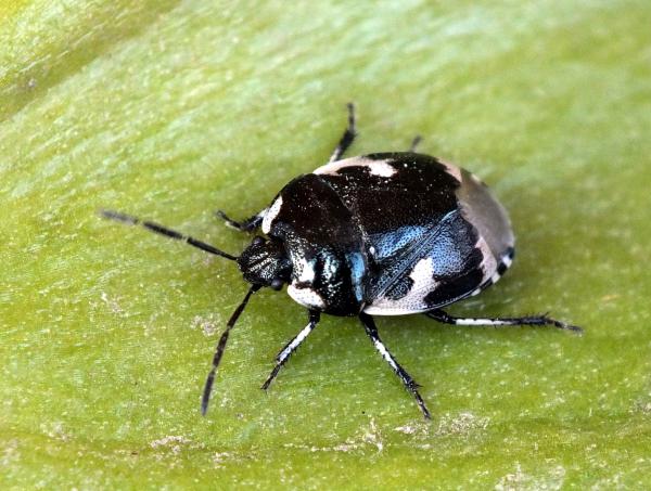 Foltos Földipoloska