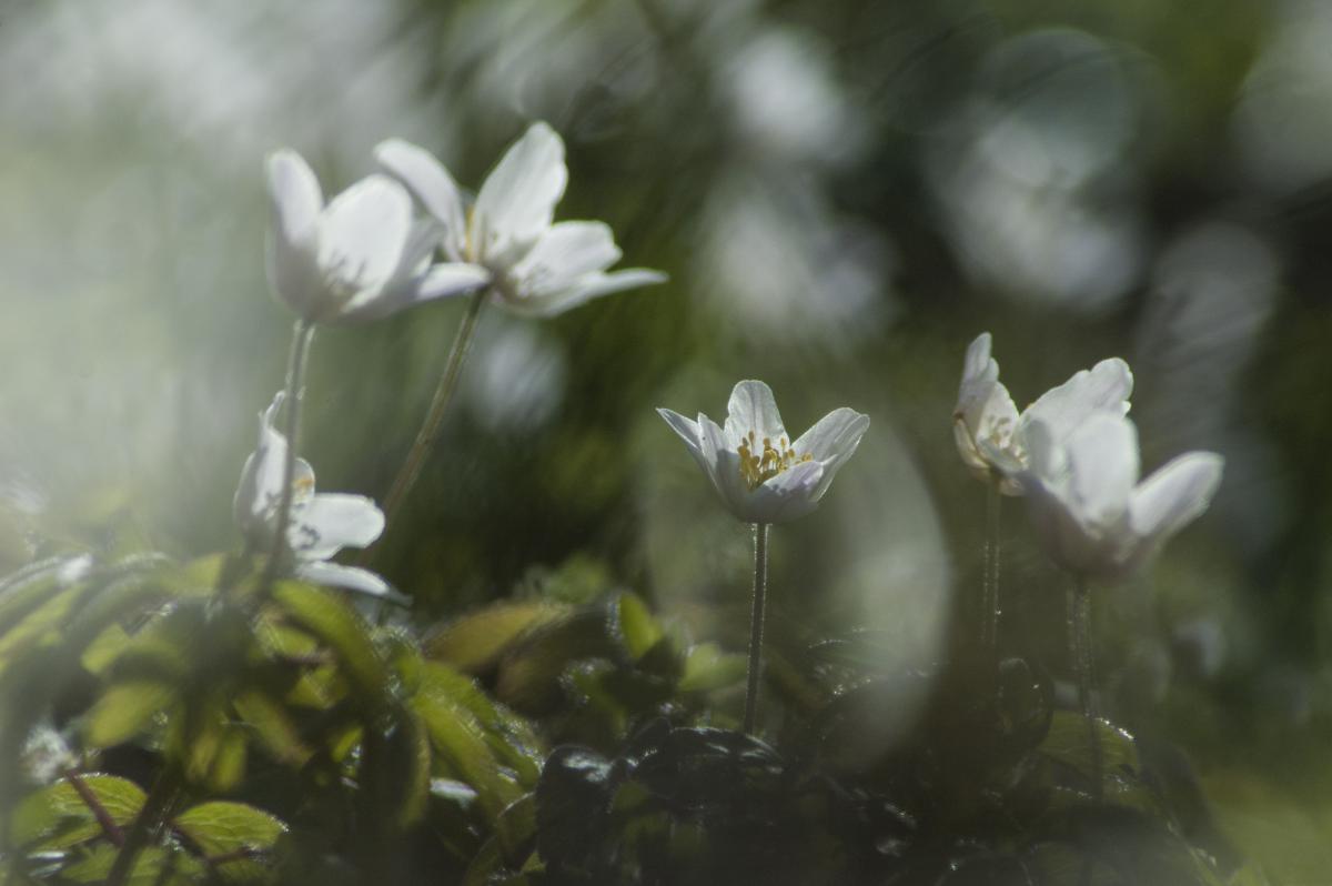 Berkesi Ágota Mirjam