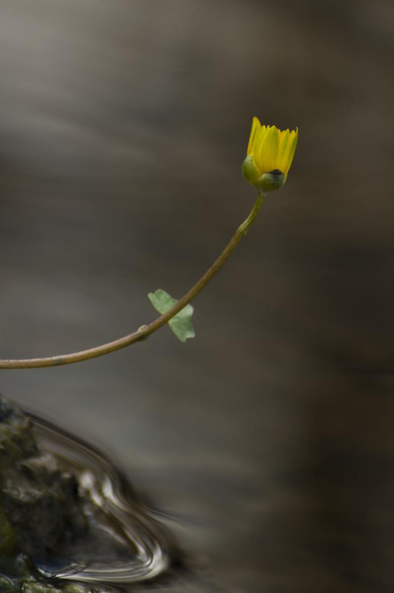 Berkesi Ágota Mirjam