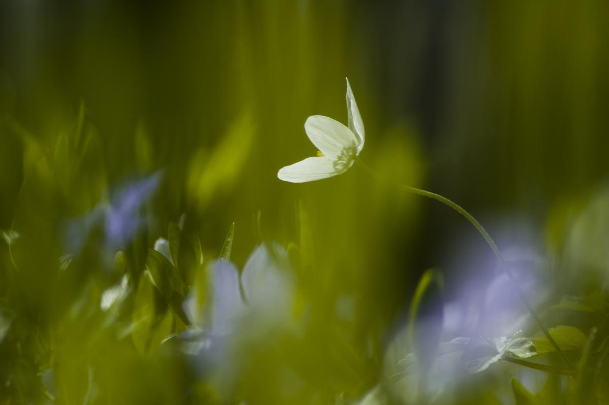 Berkesi Ágota Mirjam